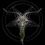 [Goat Sigil of Baphomet by Rev. R. Fairhall]